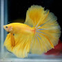 Yellow Halfmoon Betta Fish