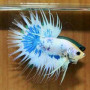 Fancy Marble Crowntail Betta Fish