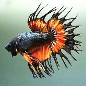 Mustard Gas Crowntail Betta Fish