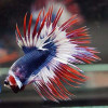 Thai Flag Crowntail Betta Fish