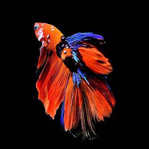Nemo Galaxy Halfmoon Betta Fish