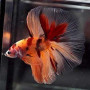 Nemo Koi Marble Halfmoon Betta Fish