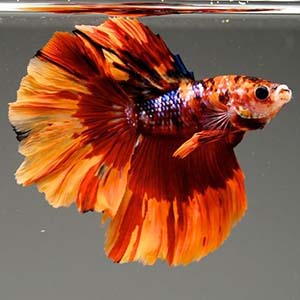 NemoCandy Galaxy Halfmoon Betta Fish