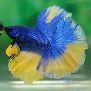 Yellow Drizzle Betta Fish