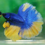 Yellow Drizzle Betta Fish