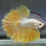 Yellow Gold Dragon Halfmoon Betta Fish
