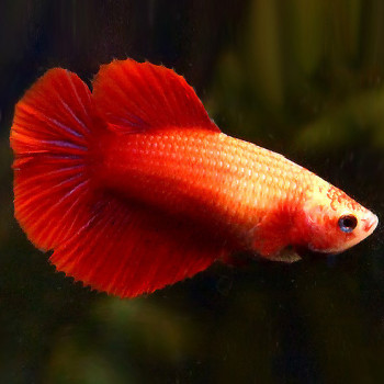 Female Betta - Full Red