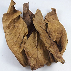 Indian Almond Leaves For Betta Breeding-25 Leaves
