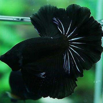 Melano Black Betta Fish