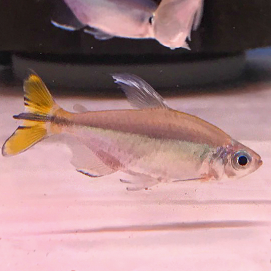 Yellow Congo Tetra Fish (Pair)