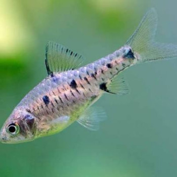 Checkered Barb Fish (Pair)
