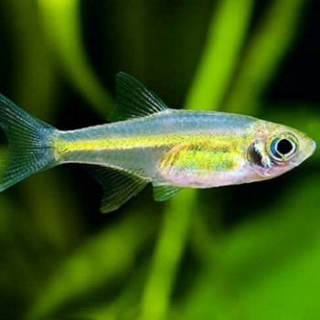 Green Kubotai Rasbora (Pair)