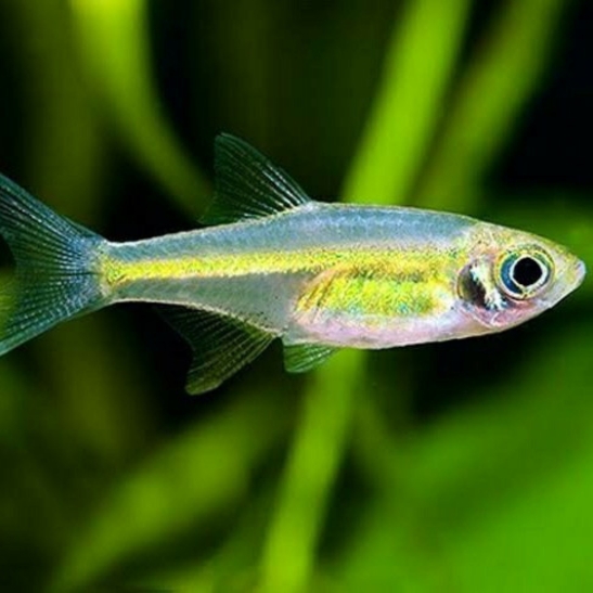 Green Kubotai Rasbora (Pair)