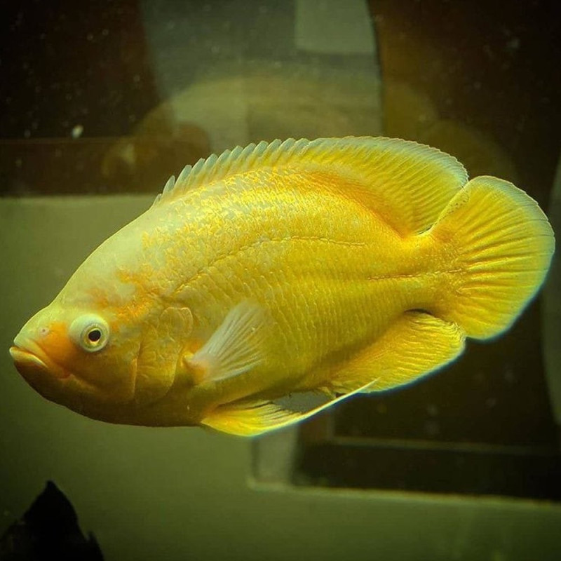 Imported Lemon Yellow Oscar Fish