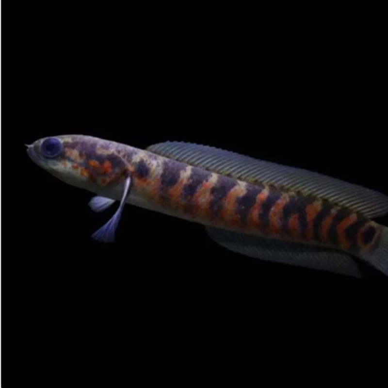 Asiatic Red Strip Channa (Single)