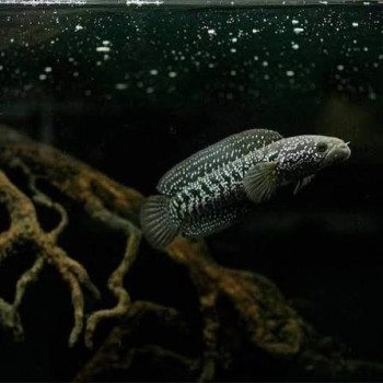 Asiatica White Spot Channa (Single)