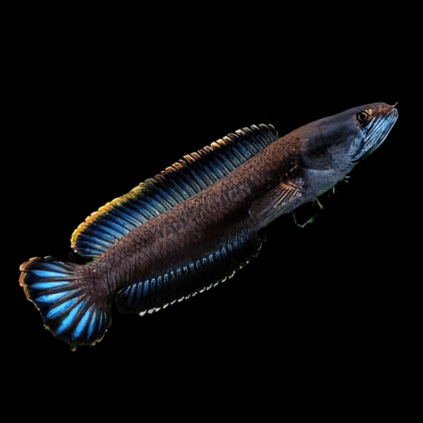 Channa Gachua - Bengal Snakehead (Single)