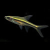 Gracile Rasbora Fish (Pair)