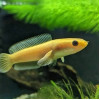 Limbata Golden Rim Channa (Single)