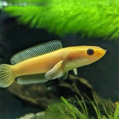 Limbata Golden Rim Channa (Single)