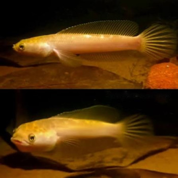 Pulchra Golden Channa (Single)