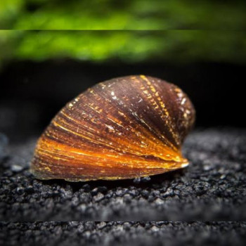 Red Lips Nerite Snail (Single)