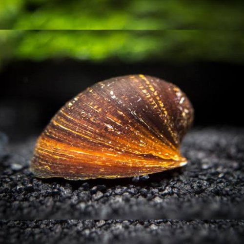 O Ring Nerite Snail (Single)