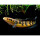 Channa Snakehead