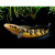 Channa Snakehead