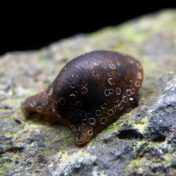 Batman Nerite Snail (Single)