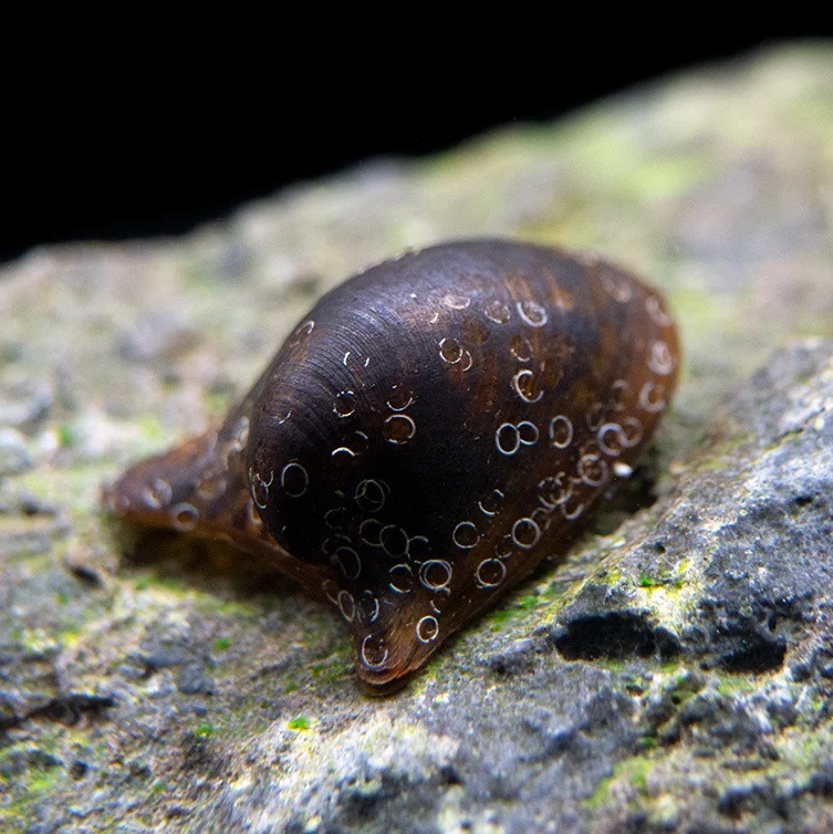 Batman Nerite Snail (Single)