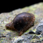 Batman Nerite Snail (Single)