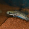 Pulchra Blue Channa (Single)