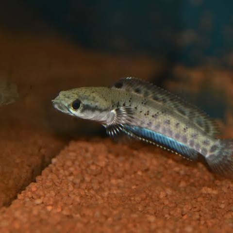 Pulchra Blue Channa (Single)