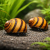 O Ring Nerite Snail (Single)