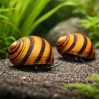 O Ring Nerite Snail (Single)