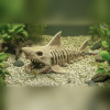 P20 – Shark Skeleton - Aquarium & Terrarium Décor