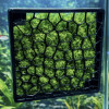 P21 – Moss Display Panel - Aquarium & Terrarium Décor