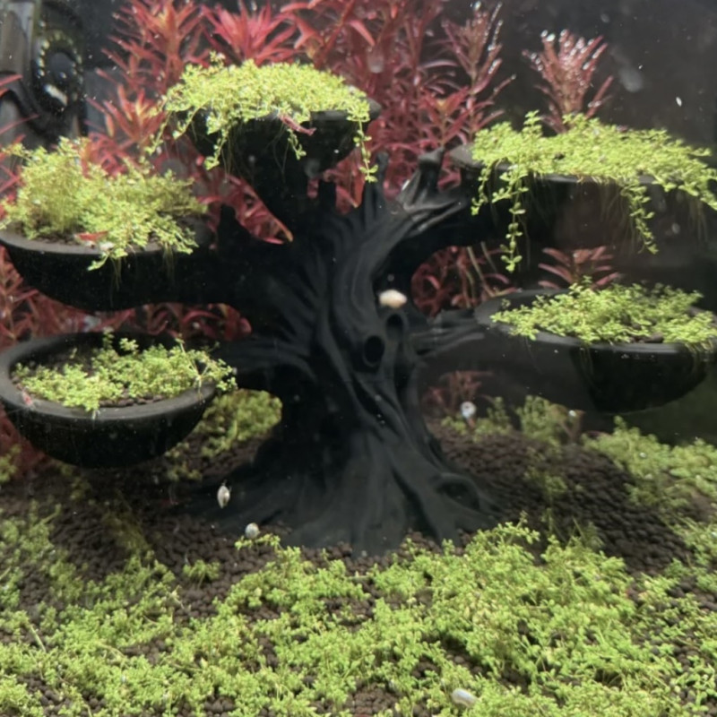 P22 – Branching Plant Display - Aquarium & Terrarium Décor