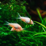 Albino Pygmy Corydoras (Single)