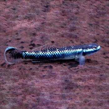 Blue Neon Goby Fish (Single)