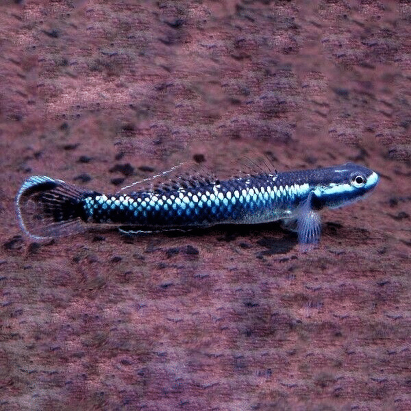 Blue Neon Goby Fish (Single)