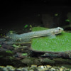 Glass Goby Fish (Single)