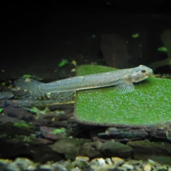Glass Goby Fish (Single)