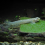 Glass Goby Fish (Single)