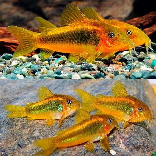 Gold Racer Goby Fish (Single)