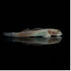 Papuan Red Goby Fish (Single)