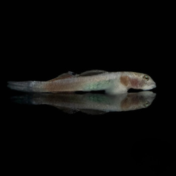 Papuan Red Goby Fish (Single)