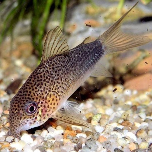 Similis Corydora Fish (Single)
