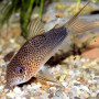 Similis Corydora Fish (Single)